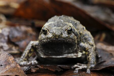 Banded bullfrog or Asian narrowmouth toads It also know chubby or bubble frog This frog is native to...