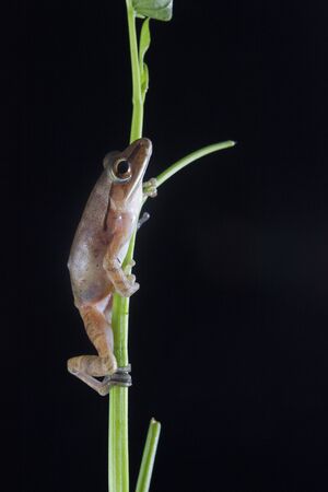 Common Southeast Asian Tree Frog - Polypedates leucomystax,on green pond reeds, isolated on black background, Indonesiaの写真素材