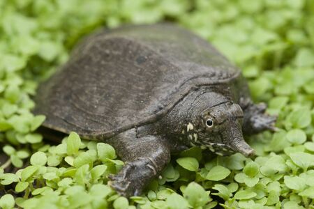 Common softshell turtle or asiatic softshell turtle (Amyda cartilaginea)