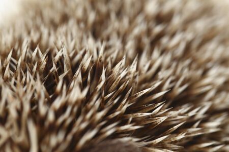 african pygmy hedgehog isolated on white backgroundの写真素材