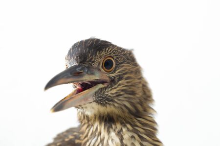 Juvenile black-crowned night heron (Nycticorax nycticorax) isolated on white backgroundの写真素材