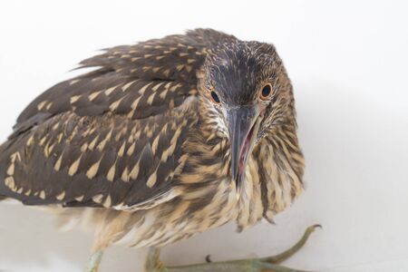 Juvenile black-crowned night heron (Nycticorax nycticorax) isolated on white background