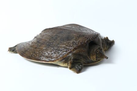 Common softshell turtle or asiatic softshell turtle (Amyda cartilaginea) isolated on white...