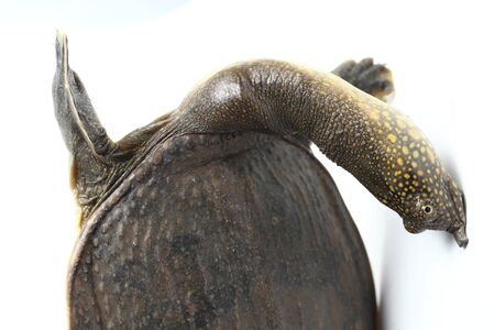 Common softshell turtle or asiatic softshell turtle (Amyda cartilaginea) isolated on white backgroundの写真素材