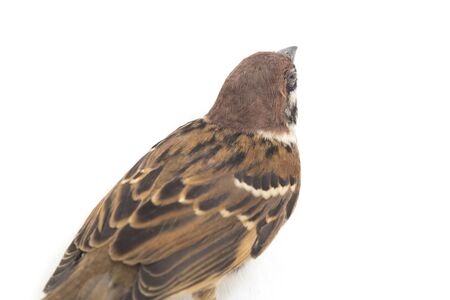 Bird Old World sparrows are a family of small passerine birds. isolated on white backgroundの写真素材