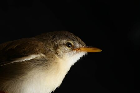 Plain Prinia bird (Prinia inomata) isolated on black background