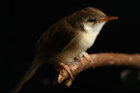 Plain Prinia bird (Prinia inomata) isolated on black backgroundの写真素材