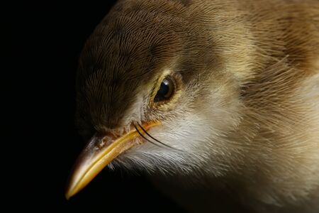Plain Prinia bird (Prinia inomata) isolated on black backgroundの写真素材