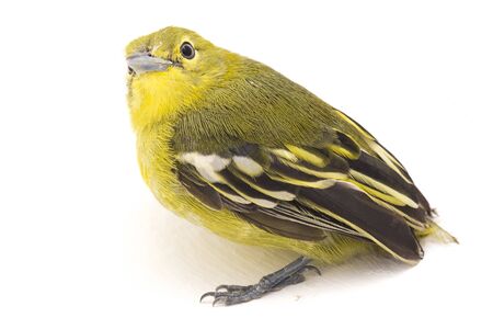 The common iora (Aegithina tiphia) isolated on white background