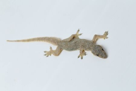 Asian House lizard (hemidactylus) or common gecko isolated on white backgroundの写真素材