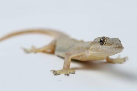 Asian House lizard (hemidactylus) or common gecko isolated on white backgroundの写真素材