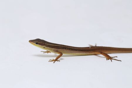 Asian grass lizard, six-striped long-tailed lizard, or long-tailed grass lizard (Takydromus...