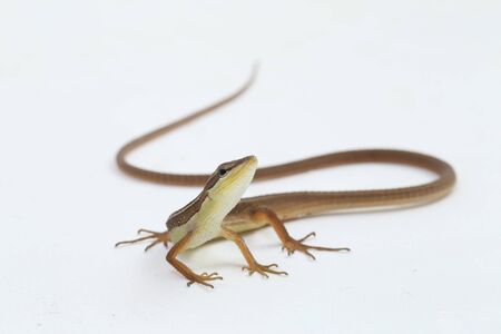 Asian grass lizard, six-striped long-tailed lizard, or long-tailed grass lizard (Takydromus sexlineatus) isolated on white backgroundの写真素材