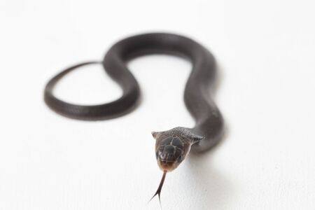 The Baby Javan spitting cobra (Naja sputatrix) also called the southern Indonesian cobra, or Indonesian cobra. isolated on white backgroundの写真素材