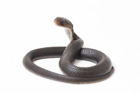 The Baby Javan spitting cobra (Naja sputatrix) also called the southern Indonesian cobra, or...