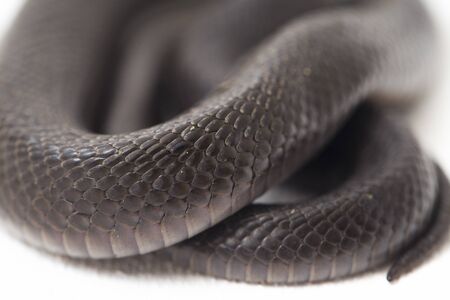 The Baby Javan spitting cobra (Naja sputatrix) also called the southern Indonesian cobra, or Indonesian cobra. isolated on white backgroundの写真素材