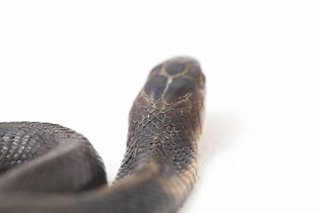 The Baby Javan spitting cobra (Naja sputatrix) also called the southern Indonesian cobra, or...