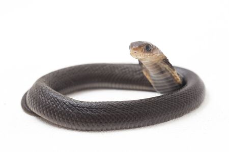The Baby Javan spitting cobra (Naja sputatrix) also called the southern Indonesian cobra, or Indonesian cobra. isolated on white backgroundの写真素材