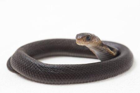 The Baby Javan spitting cobra (Naja sputatrix) also called the southern Indonesian cobra, or...