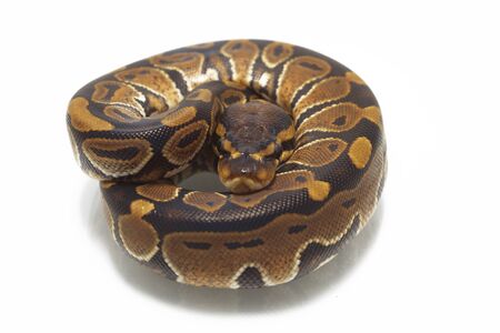ball python (Python regius) isolated on white backgroundの写真素材