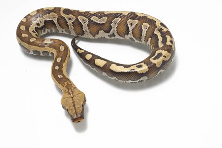 Sumatran blood python / Python brongersmai isolated on white background