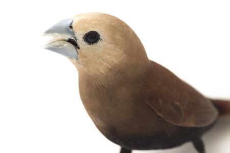 The white-headed munia (Lonchura maja) is a species of estrildid finch found in Indonesia, Malaysia, Singapore, Thailand and Vietnam. isolated on white backgroundの写真素材