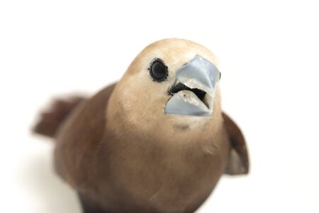 The white-headed munia (Lonchura maja) is a species of estrildid finch found in Indonesia, Malaysia,...
