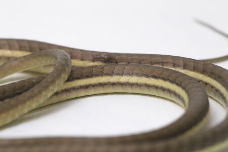 Painted bronzeback (Dendrelaphis pictus) isolated on white background
