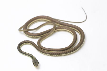 Painted bronzeback (Dendrelaphis pictus) isolated on white background