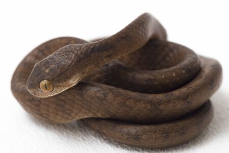 The keeled slug-eating snake, Pareas carinatus, is a species of snake in the family Pareidae . It is relatively widespread in Southeast Asia. Isolated on white backgroundの写真素材