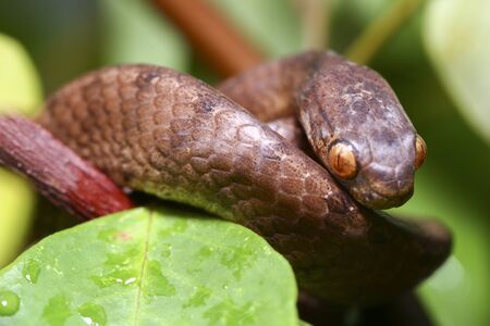 The keeled slug-eating snake, Pareas carinatus, is a species of snake in the family Pareidae . It is relatively widespread in Southeast Asiaの写真素材