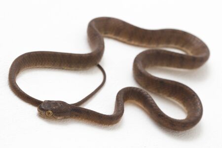 The keeled slug-eating snake, Pareas carinatus, is a species of snake in the family Pareidae . It is...