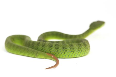 Close up White-lipped Green Pit Viper snake (trimeresurus albolabris) isolated on white backgroundの写真素材