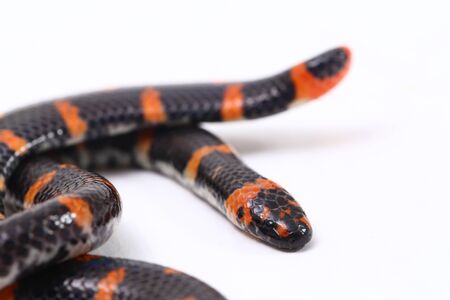 Red-tailed pipe snake (Scientific name Cylindrophis ruffus) isolate on white background