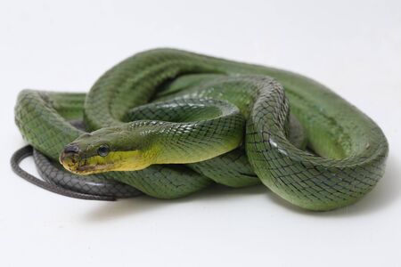 Gonyosoma oxycephalum, known commonly as the arboreal ratsnake, the red-tailed green ratsnake, and the red-tailed racer, The species is endemic to Southeast Asia isolated on white background.の写真素材