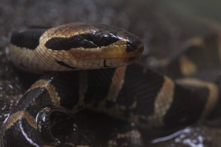 Common Puff-faced Water Snake (Homalopsis buccat), banded water snake, or banded puff-faced water...