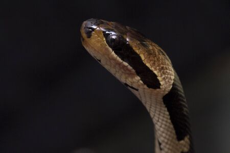 Common Puff-faced Water Snake (Homalopsis buccat), banded water snake, or banded puff-faced water...
