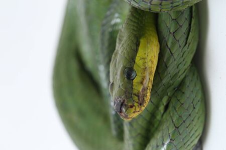 Gonyosoma oxycephalum, known commonly as the arboreal ratsnake, the red-tailed green ratsnake, and...