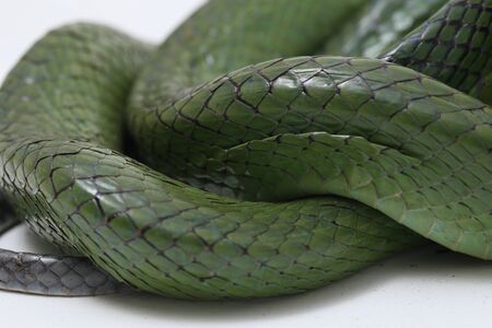 Gonyosoma oxycephalum, known commonly as the arboreal ratsnake, the red-tailed green ratsnake, and the red-tailed racer, The species is endemic to Southeast Asia isolated on white background.の写真素材