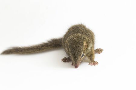 Horsfield's treeshrew (Tupaia javanica), also called Javan treeshrew, is a treeshrew species within the Tupaiidae. isolated on white backgroundの写真素材