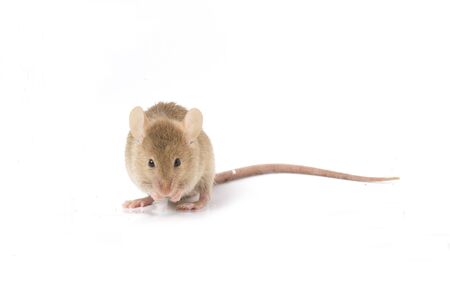 Wood mouse isolated on a white backgroundの写真素材