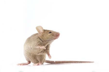Wood mouse isolated on a white backgroundの写真素材