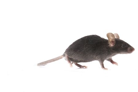 Wood mouse isolated on a white backgroundの写真素材