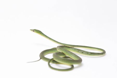 Asian vine snake / Ahaetulla prasina isolated on white background