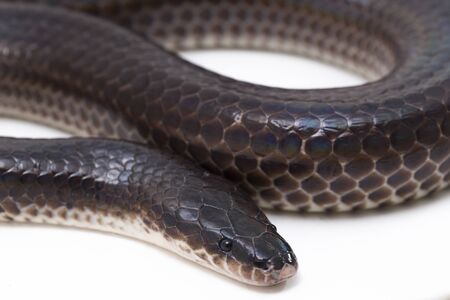 Xenopeltis unicolor. Common names: sunbeam snake is a non-venomous sunbeam snake species found in...