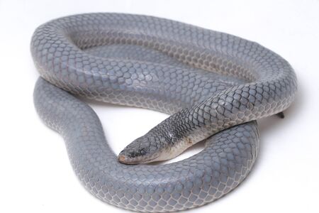 Xenopeltis unicolor Shedding it's Skin. Common names: sunbeam snake is a non-venomous sunbeam snake...
