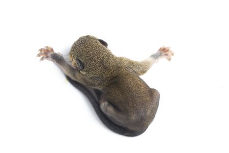 The baby plantain squirrel, oriental squirrel or tricoloured squirrel (Callosciurus notatus) is a...