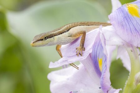 Asian grass lizard, six-striped long-tailed lizard, or long-tailed grass lizard (Takydromus...