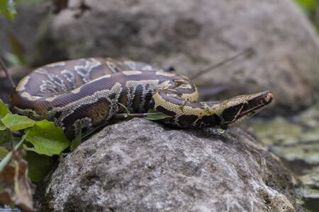 Sumatran Red Blood Python (Python curtis curtis) commonly known as red short-tailed python, a...