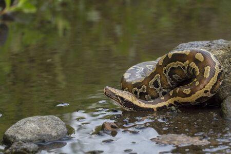 Sumatran Red Blood Python (Python curtis curtis) commonly known as red short-tailed python, a...